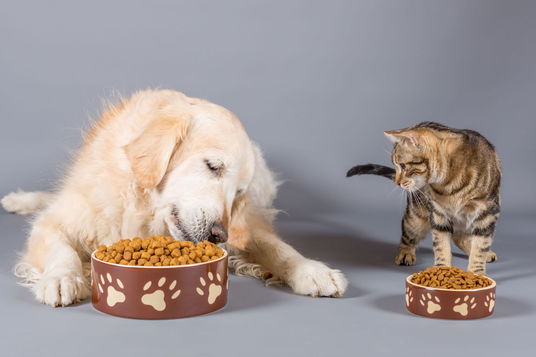 www.conad.click