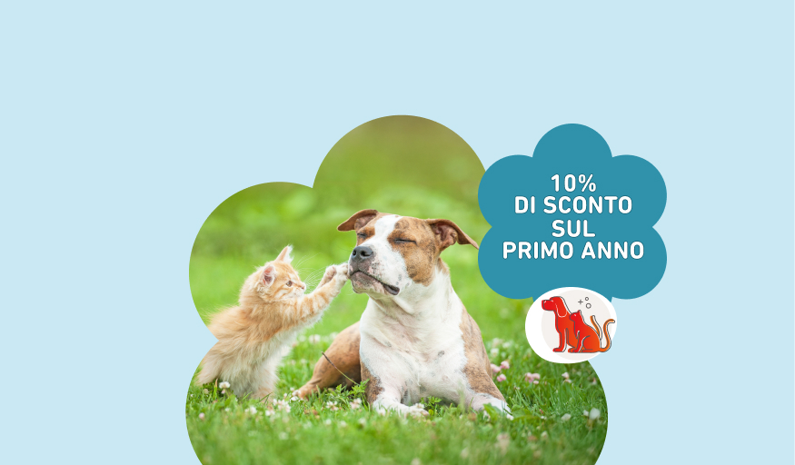 www.conad.click